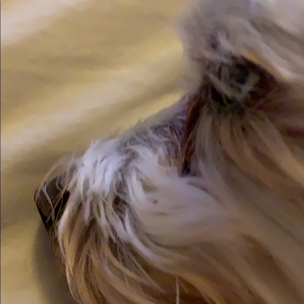 Meet your Posher, Patty